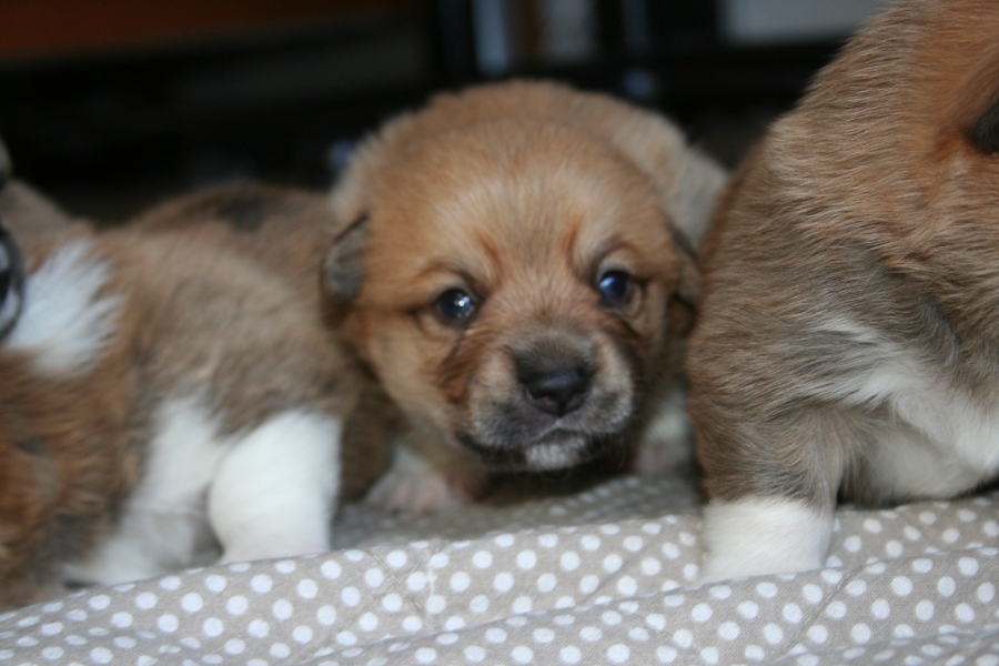 Puppies